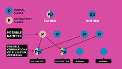Inherited Genetic Disorders Instructional Video