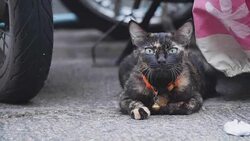 4K close up Young Thailand tabby cat on the street . Cute small kitten walk walking to camera. Concept: Nature, Animal, life. Stock Footage