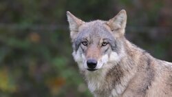 The Wolf Trail: Ground-Level Footage of Wolves in the Wild Stock Footage