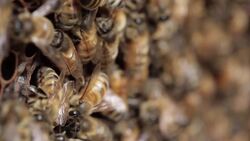 The Superpowers of Bees: Nature's Tiny Wonders Instructional Video