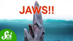 The 7 Weirdest Jaws in the Water Instructional Video