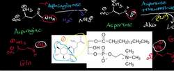 Asparagine, Aspartate Catabolism to Oxaloacetate Instructional Video
