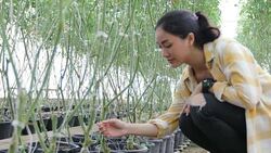 farm worker harvetsing tomatoes from organic garden Stock Footage