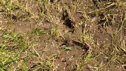 Anthill Stock Footage