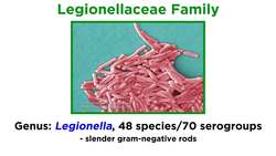 Legionnaires’ Disease Legionella pneumophila Instructional Video