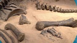 I WONDER - Who Discovered The Stegosaurus? Me Pregunto - Quién Descubrió El Stegosaurus? Instructional Video