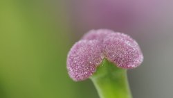 Understanding the Parts and Pollination of Flowers Instructional Video