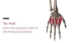 Dorsal interossei muscles of the hand Instructional Video