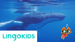 Down Down Down (Under The Sea) Instructional Video