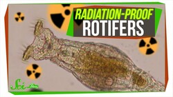 Bdelloids: The Most Hardcore Animals in the World? Instructional Video