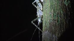 Creatures of the Ancient Queensland Rainforest Instructional Video
