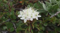 Naskapi teen attends international science fair News Clip