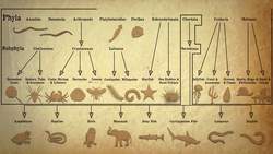 Animal Classification Instructional Video