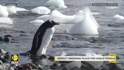 China-supported Antarctic Penguin Sanctuary News Clip