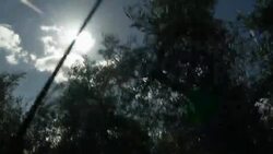 Farmers hit out at U.S. tariffs as olive harvest gets underway Instructional Video