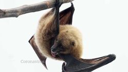 Bats likely spread coronavirus, but don’t get sick News Clip