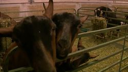 Ancient Greek Sacrifice: Why did they do it? Instructional Video