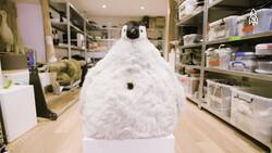 Inside the Wild, Spy Creatures Reveal Animal Secrets Instructional Video