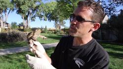 The Marine Toad: The World's Largest and Most Injurious Species Instructional Video