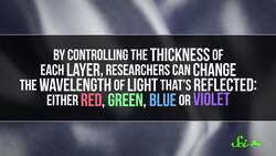 Squid Proteins, but Make Them Fashion Instructional Video