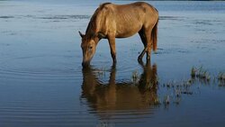 White Camargue horses, Camargue, France Stock Footage