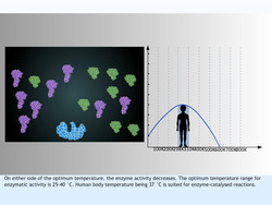 Catalysis Instructional Video