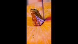 A recipe for homemade pumpkin wine from a cute girl! Cheers Instructional Video