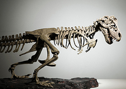 What Causes Extinction? Instructional Video