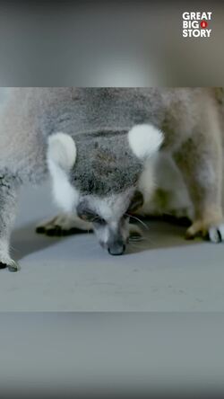 Ring-tailed lemurs, survival in shrinking habitats Instructional Video