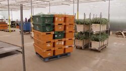 CLEAN : British owner of cut flowers business 'concerned' about lack of available workforce since Brexit News Clip