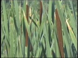 The Biosphere: What Is an Ecosystem? Instructional Video