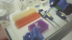 See How Geneticists Determine the Gender of a Newly-Hatched Condor Chick Instructional Video