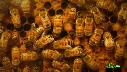 6 Ways Animals Prevent Epidemics Instructional Video