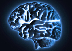 The Nervous System - Brain Function Instructional Video