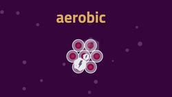 BIOLOGY - Physiology - Aerobic Respiration Instructional Video