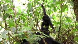 COVID-19 the newest threat for Uganda’s mountain gorillas News Clip
