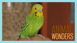 Meet and Greet: Agent Peri The Parakeet Instructional Video