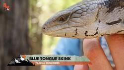 Blue Tongue Skink! Instructional Video