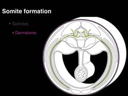 Somite patterns Instructional Video