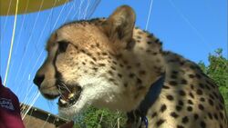 See How Fast a Trained Cheetah Runs Off Leash Instructional Video