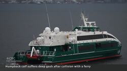 Humpback calf suffers deep gash after ferry collision News Clip