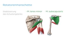 Schultermuskeln Instructional Video