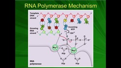 mRNA Processing: The 5'-7-methylguanosine Cap Instructional Video