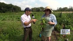 Garden Guide: These 5 common weeds are actually delicious Instructional Video