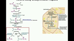 The Biosynthesis of Ketone Bodies | Pathway & Explanation Instructional Video
