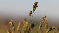 seven-spot ladybird on grass Stock Footage
