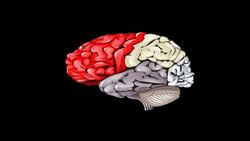 How Does The Brain Work Cerebral Localisation or Environmental Learning Instructional Video