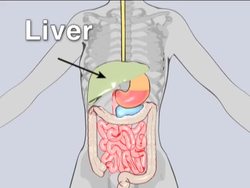 Exploring the Digestive and Excretory Systems: What Is Excretion? Instructional Video