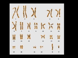 Clasificando a los seres vivos: resumiendo Instructional Video
