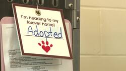 From life insurance to stock dividends: The new ways people are donating to the P.E.I. Humane Society News Clip